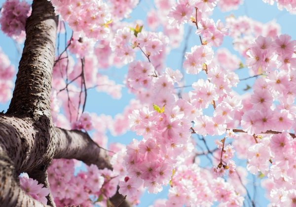 樱花映射在Windows、macOS、Android多平台客户端界面并排展示，体现跨平台一致的操作逻辑
